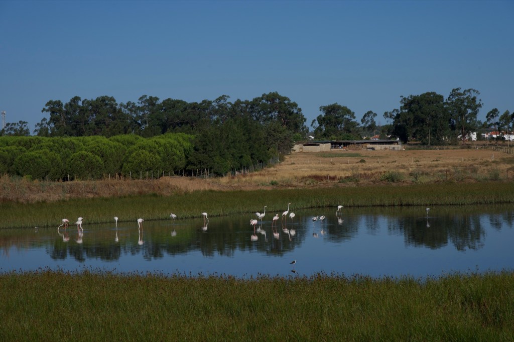Flamingos wading in the early morning light at Vale da Lama